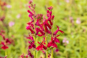 Lobelia x speciosa Fan Burgundy 9 cm Topf - Größe nach Saison