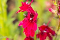 Lobelia x speciosa Fan Burgundy 9 cm Topf - Größe nach Saison