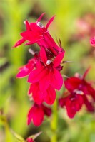 Lobelia x speciosa Fan Burgundy 9 cm Topf - Größe nach Saison