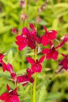 Lobelia x speciosa Fan Burgundy 9 cm Topf - Größe nach Saison