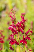 Lobelia x speciosa Fan Burgundy 9 cm Topf - Größe nach Saison