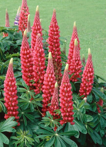 Lupinus polyphyllus Edelknabe 11 cm Topf - Größe nach Saison