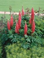 Lupinus polyphyllus Edelknabe 11 cm Topf - Größe nach Saison