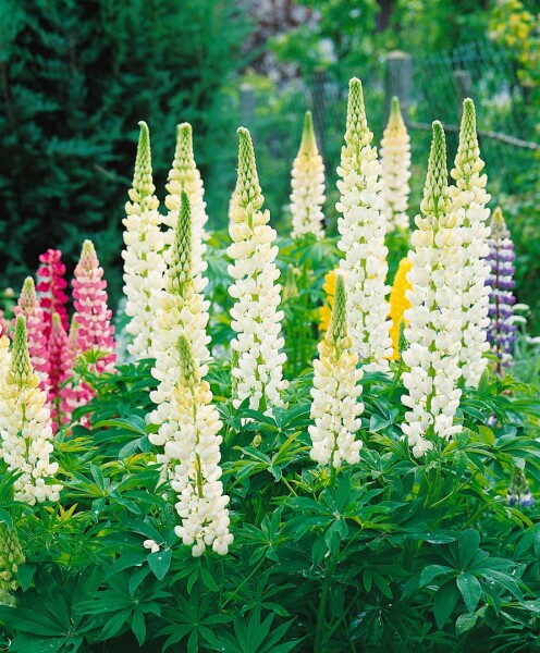 Lupinus polyphyllus Fräulein 11 cm Topf - Größe nach Saison