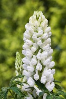 Lupinus polyphyllus Fräulein 11 cm Topf - Größe nach Saison