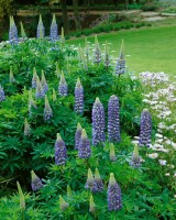 Lupinus polyphyllus Kastellan 11 cm Topf - Größe nach Saison