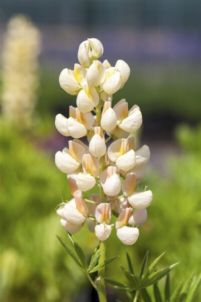 Lupinus polyphyllus Kronleuchter 11 cm Topf - Größe nach Saison