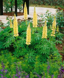 Lupinus polyphyllus Kronleuchter 11 cm Topf - Größe nach Saison