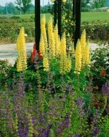 Lupinus polyphyllus Kronleuchter 11 cm Topf - Größe nach Saison