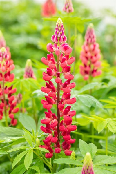 Lupinus polyphyllus Mein Schloss 11 cm Topf - Größe nach Saison