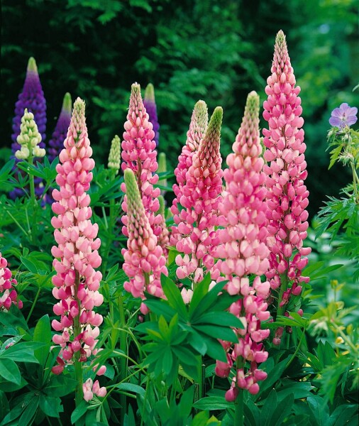 Lupinus polyphyllus Schlossfrau 11 cm Topf - Größe nach Saison