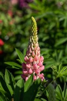 Lupinus polyphyllus Schlossfrau 11 cm Topf - Größe nach Saison