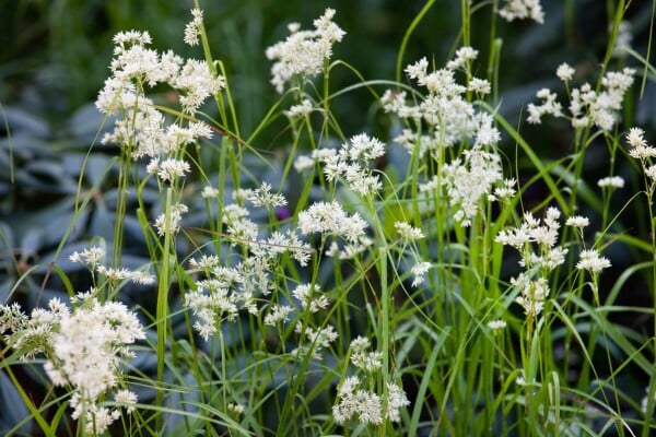 Luzula nivea Lucius 9 cm Topf - Größe nach Saison