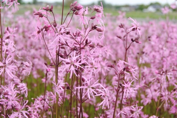 Lychnis flos-cuculi 9 cm Topf - Größe nach Saison