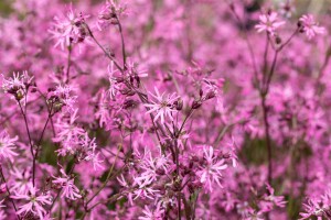 Lychnis flos-cuculi 9 cm Topf - Größe nach Saison