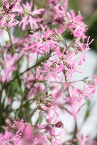 Lychnis flos-cuculi 9 cm Topf - Größe nach Saison