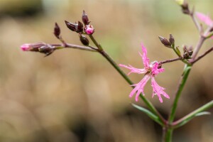 Lychnis flos-cuculi 9 cm Topf - Größe nach Saison