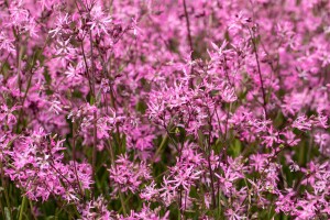 Lychnis flos-cuculi 9 cm Topf - Größe nach Saison