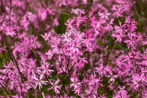 Lychnis flos-cuculi 9 cm Topf - Größe nach Saison