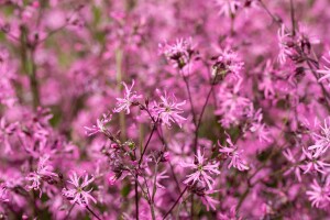 Lychnis flos-cuculi 9 cm Topf - Größe nach Saison