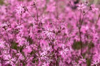 Lychnis flos-cuculi 9 cm Topf - Größe nach Saison