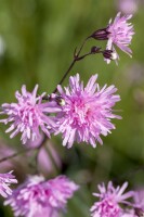 Lychnis flos-cuculi 9 cm Topf - Größe nach Saison