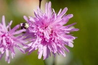 Lychnis flos-cuculi 9 cm Topf - Größe nach Saison