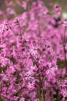 Lychnis flos-cuculi 9 cm Topf - Größe nach Saison