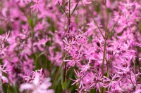 Lychnis flos-cuculi 9 cm Topf - Größe nach Saison