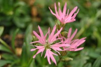 Lychnis flos-cuculi 9 cm Topf - Größe nach Saison