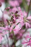 Lychnis flos-cuculi 9 cm Topf - Größe nach Saison