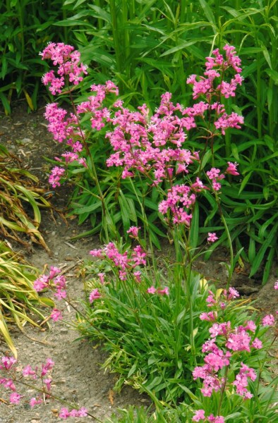 Lychnis viscaria Feuer 9 cm Topf - Größe nach Saison