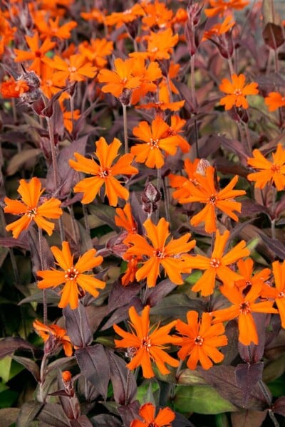 Lychnis x arkwrightii Orange Zwerg 9 cm Topf - Größe nach Saison