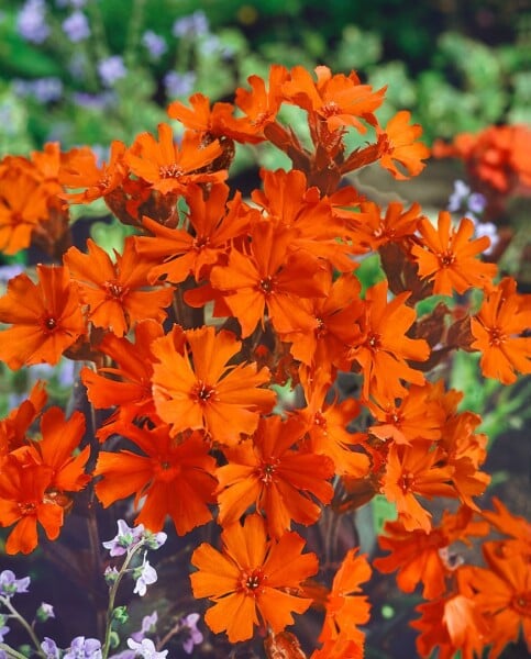 Lychnis x arkwrightii Vesuvius 9 cm Topf - Größe nach Saison