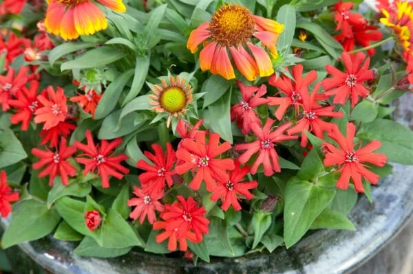 Lychnis x haageana Molten Lava 9 cm Topf - Größe nach Saison