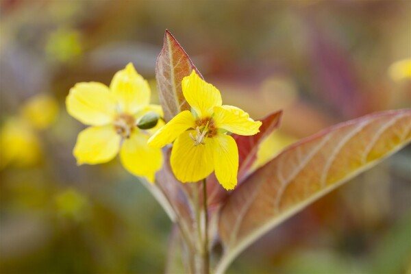 Lysimachia ciliata Firecracker 9 cm Topf - Größe nach Saison