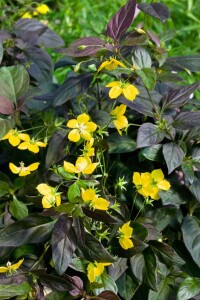 Lysimachia ciliata Firecracker 9 cm Topf - Größe nach Saison