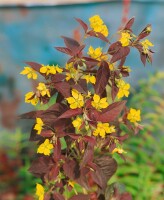 Lysimachia ciliata Firecracker 9 cm Topf - Größe nach Saison