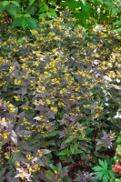 Lysimachia ciliata Firecracker 9 cm Topf - Größe nach Saison