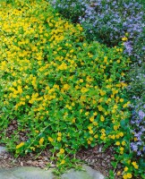 Lysimachia nummularia 9 cm Topf - Größe nach Saison