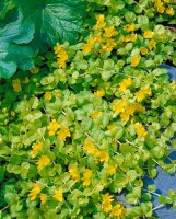 Lysimachia nummularia 9 cm Topf - Größe nach Saison