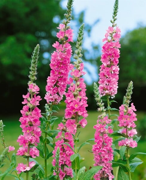 Lythrum salicaria Blush 11 cm Topf - Größe nach Saison