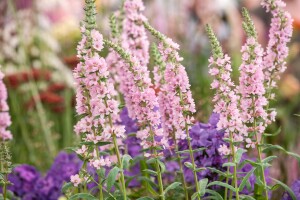 Lythrum salicaria Blush 11 cm Topf - Größe nach Saison