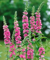 Lythrum salicaria Blush 11 cm Topf - Größe nach Saison