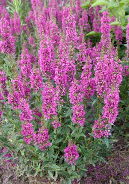 Lythrum salicaria Robert 11 cm Topf - Größe nach Saison