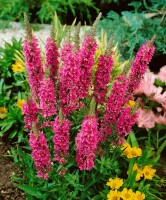 Lythrum salicaria Robert 11 cm Topf - Größe nach Saison