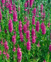 Lythrum salicaria Robert 11 cm Topf - Größe nach Saison