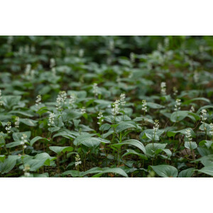 Maianthemum bifolium 9 cm Topf - Größe nach...