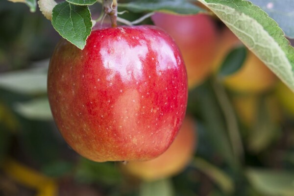 Malus Braeburn             CAC 150-200cm im 7,5L Topf