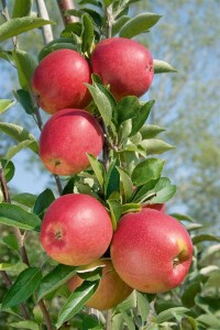 Malus Braeburn             CAC 150-200cm im 7,5L Topf